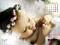 burcu_ nickli �yeye ait kullan�c� resmi (Avatar)