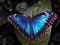 melek* nickli �yeye ait kullan�c� resmi (Avatar)