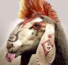 corci_85 - ait Kullan�c� Resmi (Avatar)