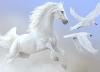 Ar�n- - ait Kullan�c� Resmi (Avatar)
